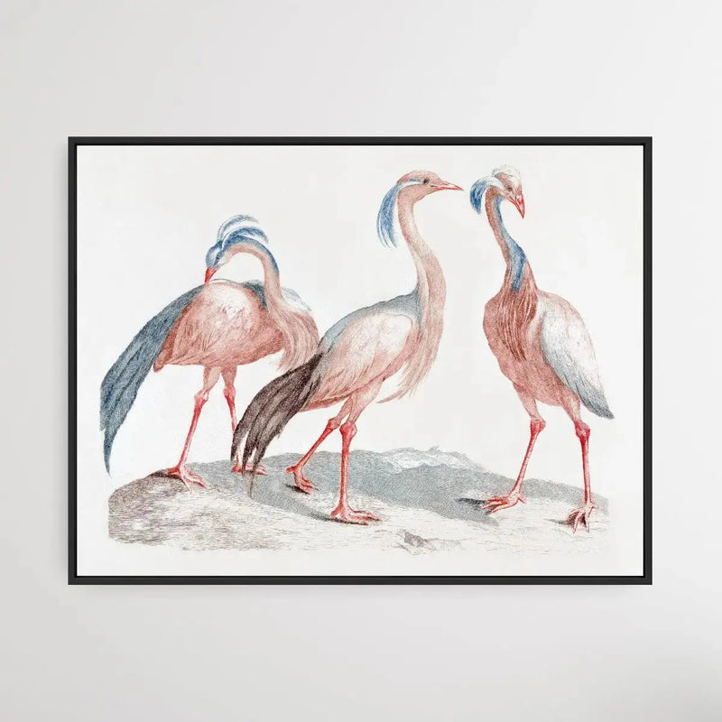 Miss Crane Birds by Johan Teyler (1648-1709) - I Heart Wall Art