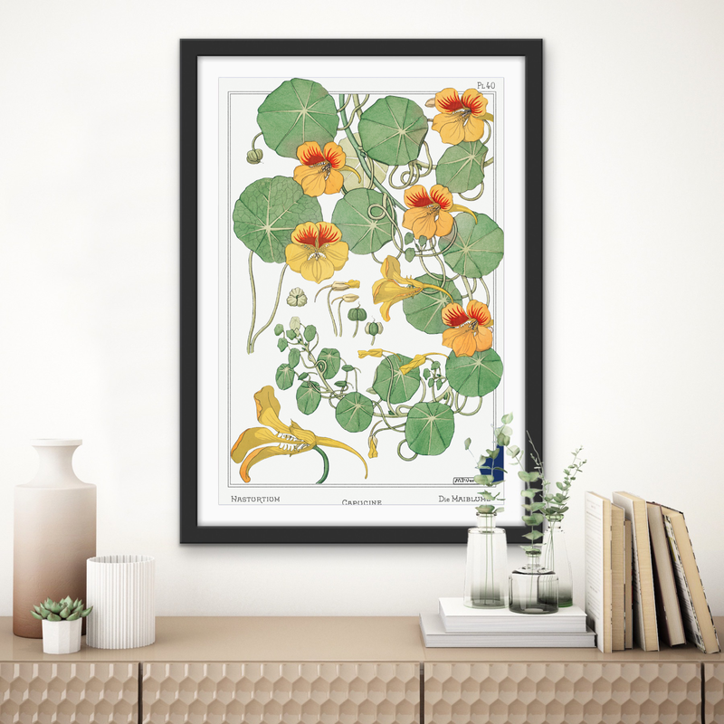 Capucine (nasturtium) from La Plante et ses Applications ornementales (1896) illustrated by Maurice Pillard Verneuil - Vintage Art print