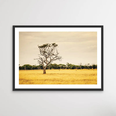 On The Farm - Australian Countryside Bush Yellow Landscape Art Print