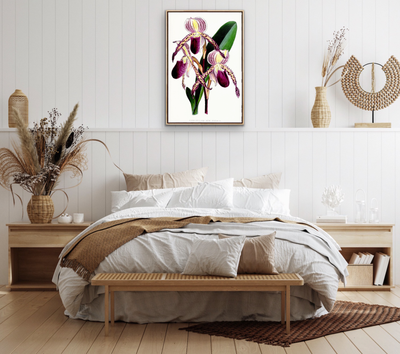 Paphiopedilum Stonei Orchid from The Floral Magazine (1861-1881) by Worthington G. Smith, John N. Fitch and Walter H. Fitch - Botanical Illustration Stretched Canvas or Wall Art Print
