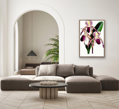 Paphiopedilum Stonei Orchid from The Floral Magazine (1861-1881) by Worthington G. Smith, John N. Fitch and Walter H. Fitch - Botanical Illustration Stretched Canvas or Wall Art Print