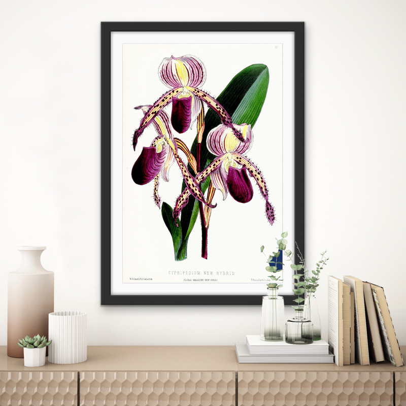 Paphiopedilum Stonei Orchid from The Floral Magazine (1861-1881) by Worthington G. Smith, John N. Fitch and Walter H. Fitch - Botanical Illustration Stretched Canvas or Wall Art Print