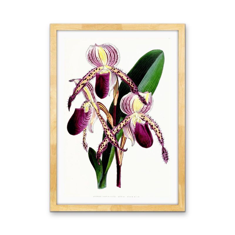 Paphiopedilum Stonei Orchid from The Floral Magazine (1861-1881) by Worthington G. Smith, John N. Fitch and Walter H. Fitch - Botanical Illustration Stretched Canvas or Wall Art Print