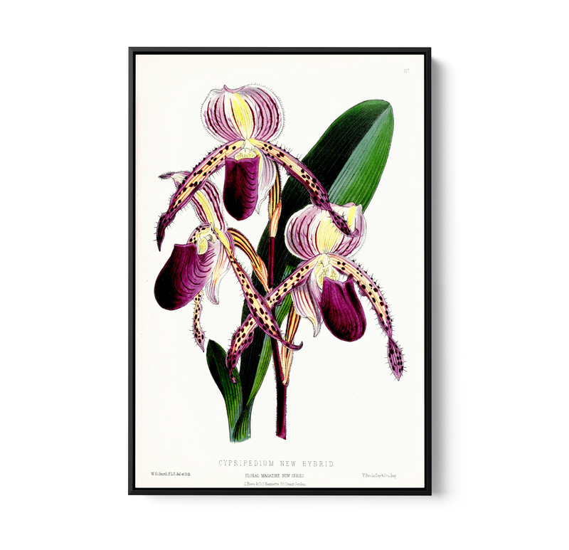 Paphiopedilum Stonei Orchid from The Floral Magazine (1861-1881) by Worthington G. Smith, John N. Fitch and Walter H. Fitch - Botanical Illustration Stretched Canvas or Wall Art Print