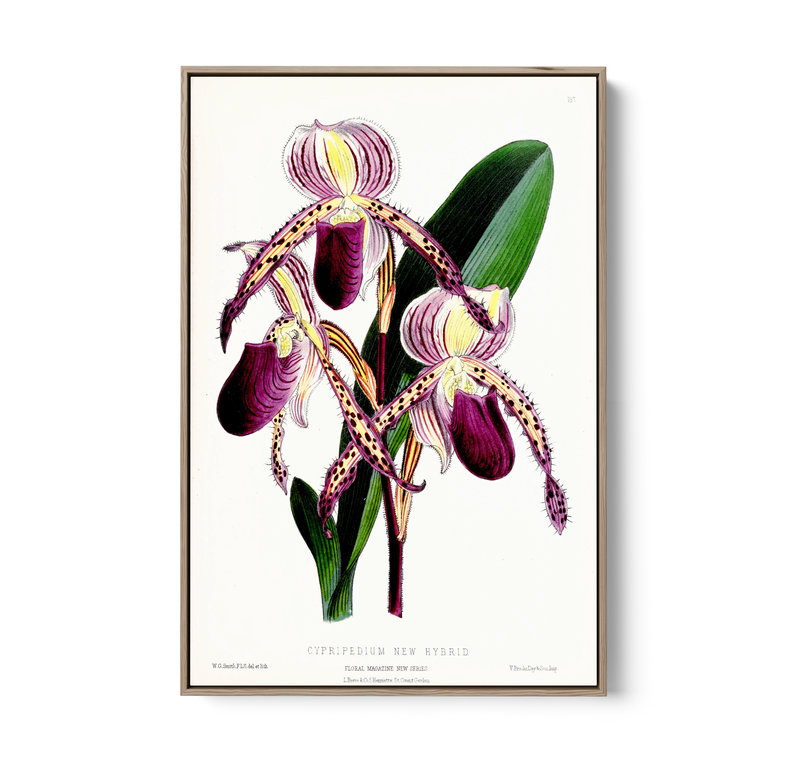 Paphiopedilum Stonei Orchid from The Floral Magazine (1861-1881) by Worthington G. Smith, John N. Fitch and Walter H. Fitch - Botanical Illustration Stretched Canvas or Wall Art Print