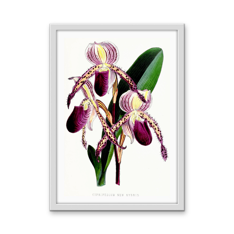 Paphiopedilum Stonei Orchid from The Floral Magazine (1861-1881) by Worthington G. Smith, John N. Fitch and Walter H. Fitch - Botanical Illustration Stretched Canvas or Wall Art Print