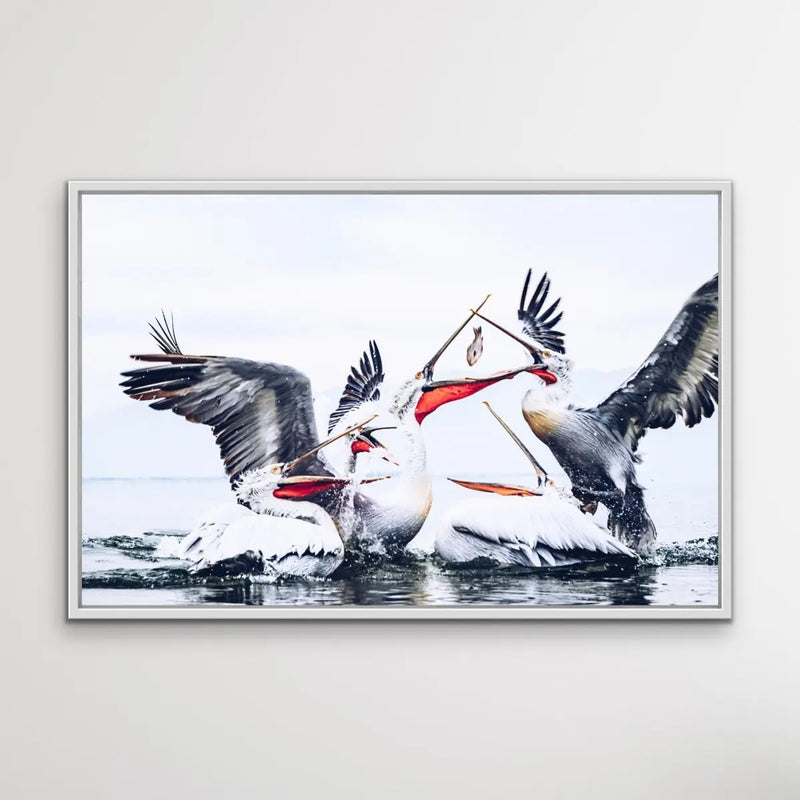 Pelican Squabble - Hamptons Framed Canvas Print Wall Art Print I Heart Wall Art Australia 