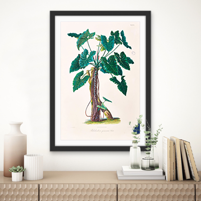 Philodendron Speciosum or Thaumatophyllum Speciosum from Icones Aroidearum (1857) by Heinrich Wilhelm Schott