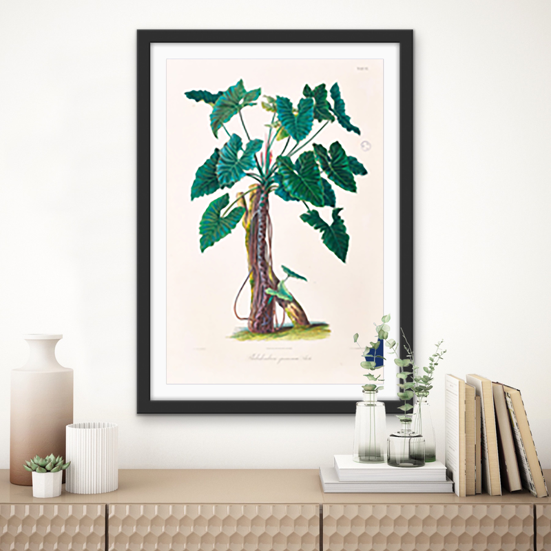 Philodendron Speciosum or Thaumatophyllum Speciosum from Icones Aroidearum (1857) by Heinrich Wilhelm Schott