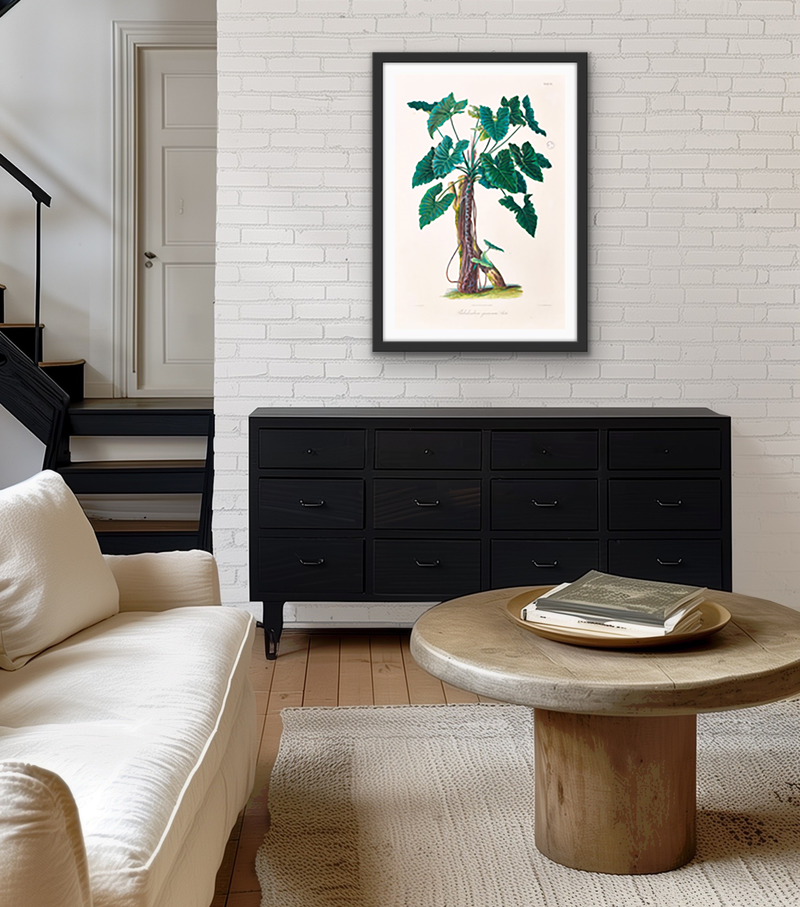 Philodendron Speciosum or Thaumatophyllum Speciosum from Icones Aroidearum (1857) by Heinrich Wilhelm Schott