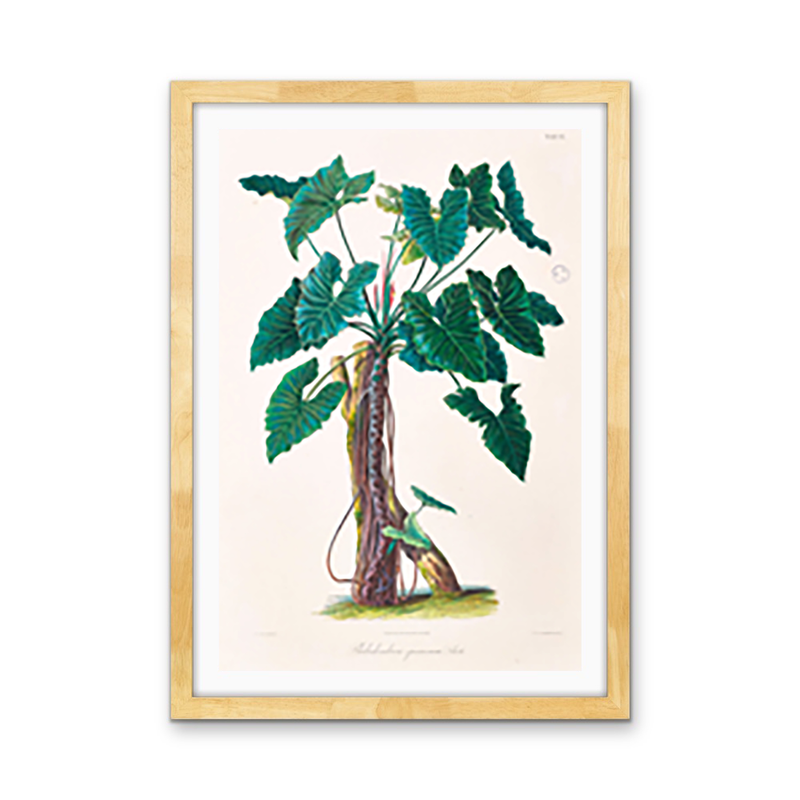 Philodendron Speciosum or Thaumatophyllum Speciosum from Icones Aroidearum (1857) by Heinrich Wilhelm Schott