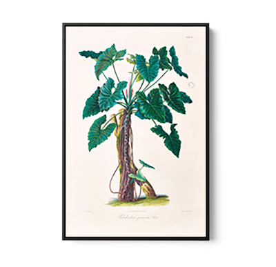 Philodendron Speciosum or Thaumatophyllum Speciosum from Icones Aroidearum (1857) by Heinrich Wilhelm Schott