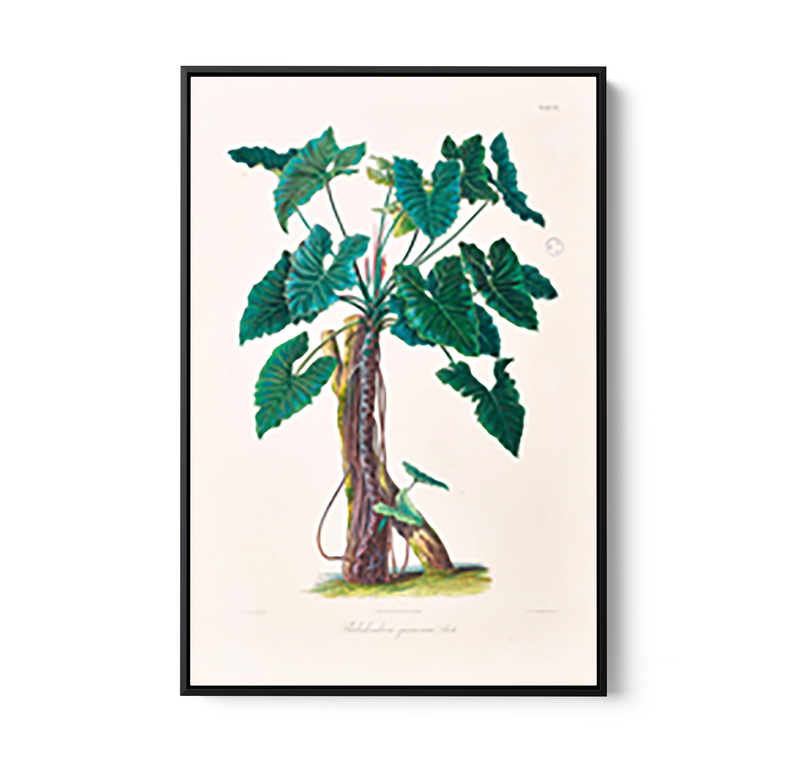 Philodendron Speciosum or Thaumatophyllum Speciosum from Icones Aroidearum (1857) by Heinrich Wilhelm Schott