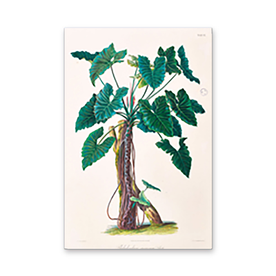 Philodendron Speciosum or Thaumatophyllum Speciosum from Icones Aroidearum (1857) by Heinrich Wilhelm Schott