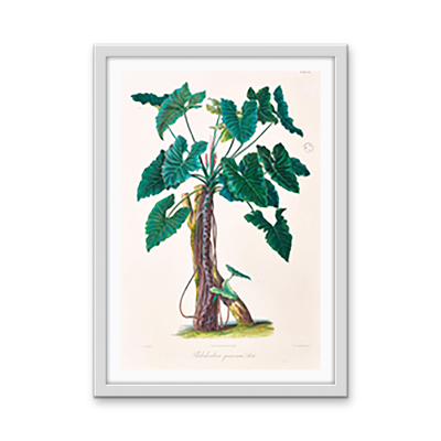 Philodendron Speciosum or Thaumatophyllum Speciosum from Icones Aroidearum (1857) by Heinrich Wilhelm Schott