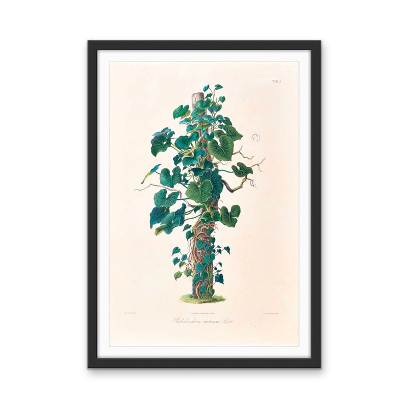Philodendron Eximium from Icones Aroidearum (1857) by Heinrich Wilhelm Schott - Vintage Art Print