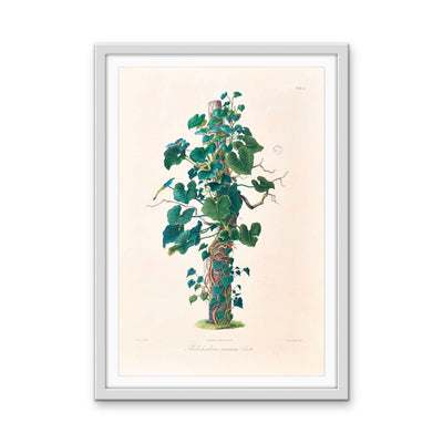 Philodendron Eximium from Icones Aroidearum (1857) by Heinrich Wilhelm Schott - Vintage Art Print