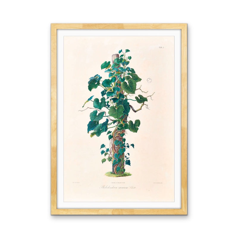 Philodendron Eximium from Icones Aroidearum (1857) by Heinrich Wilhelm Schott - Vintage Art Print