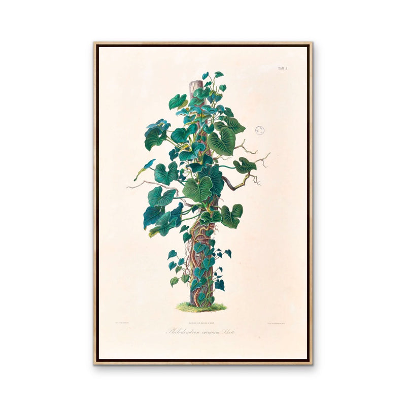 Philodendron Eximium from Icones Aroidearum (1857) by Heinrich Wilhelm Schott - Vintage Art Print