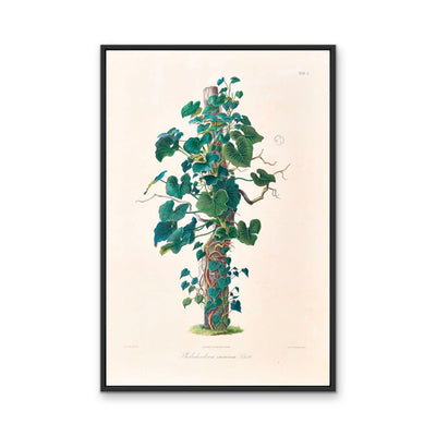 Philodendron Eximium from Icones Aroidearum (1857) by Heinrich Wilhelm Schott - Vintage Art Print