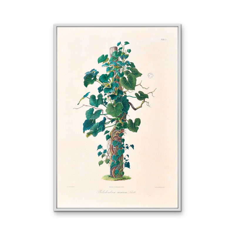 Philodendron Eximium from Icones Aroidearum (1857) by Heinrich Wilhelm Schott - Vintage Art Print