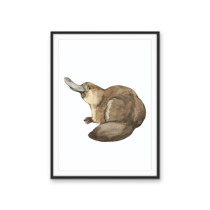 Platypus Nursery Sketch - Australian Native Animal Stretched Canvas or Wall Art Print I Heart Wall Art