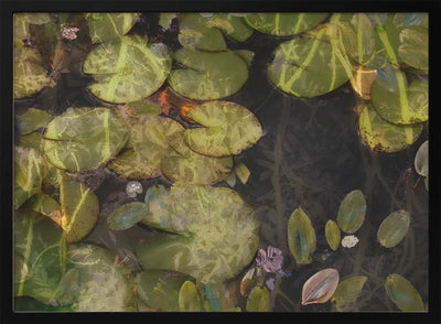 Pond plants - Stretched Canvas, Poster or Fine Art Print I Heart Wall Art