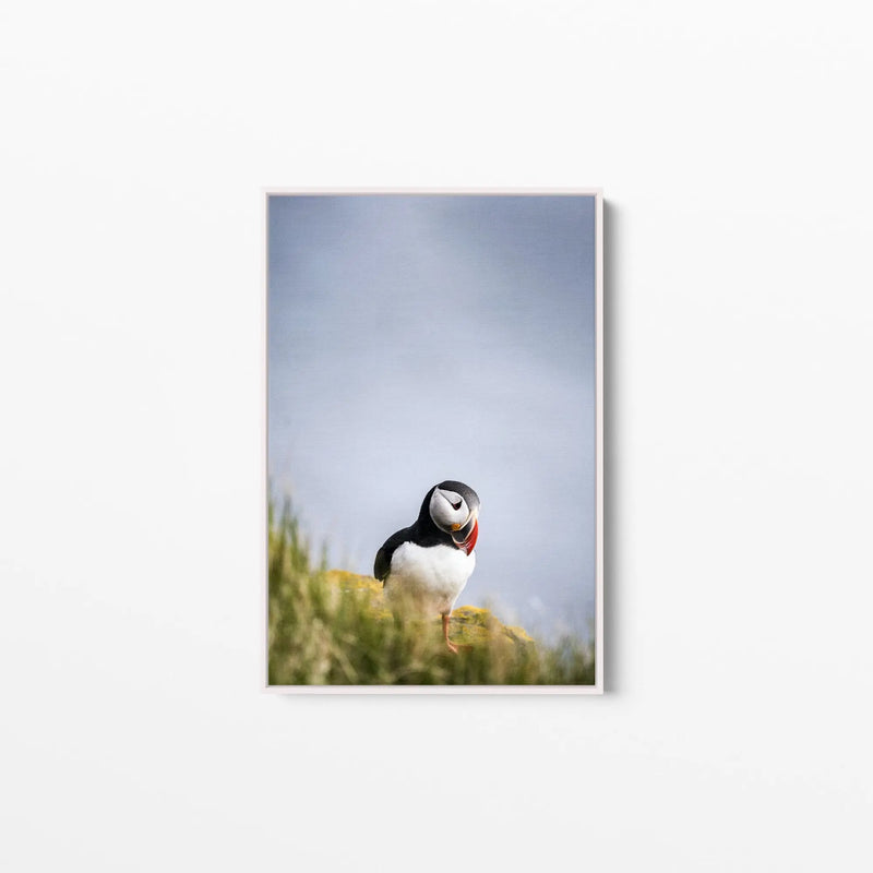 Puffin But Love - Puffin Photographic Stretched Canvas Wall Art Print I Heart Wall Art Australia