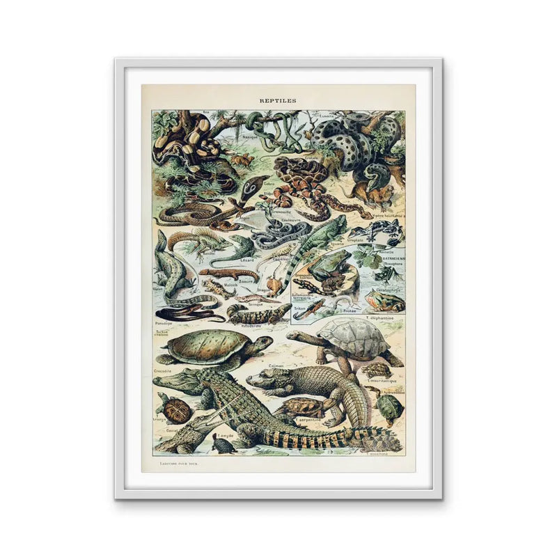 Reptiles Vintage Scientific Chart - Stretched Canvas Print or Framed Fine Art Print - Artwork I Heart Wall Art Australia