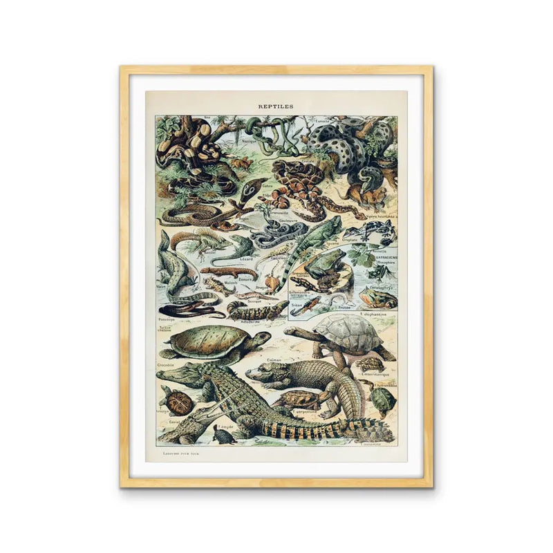 Reptiles Vintage Scientific Chart - Stretched Canvas Print or Framed Fine Art Print - Artwork I Heart Wall Art Australia
