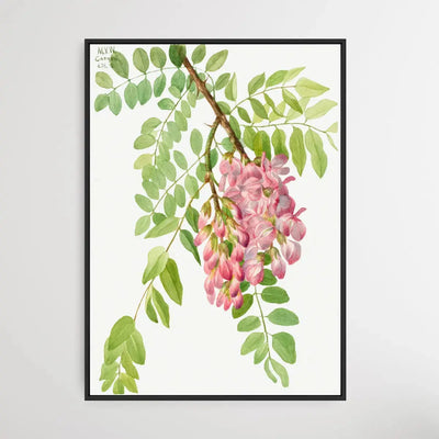 Robinia Neomexicana (1938) by Mary Vaux Walcott I Heart Wall Art Australia 