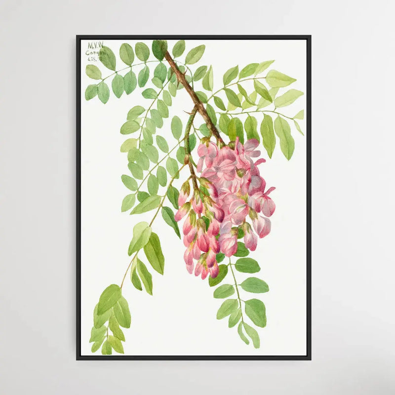 Robinia Neomexicana (1938) by Mary Vaux Walcott I Heart Wall Art Australia 