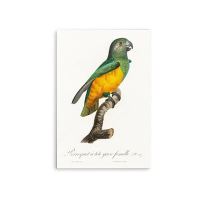 Senegal Parrot from Natural History of Parrots (1801—1805) by Francois Levaillant - Stretched Canvas Print or Framed Fine Art Print - Artwork I Heart Wall Art Australia 
