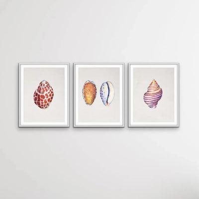 She Sells Seashells - Three Piece Shell Print Set For Coastal Style Homes Triptych I Heart Wall Art Australia