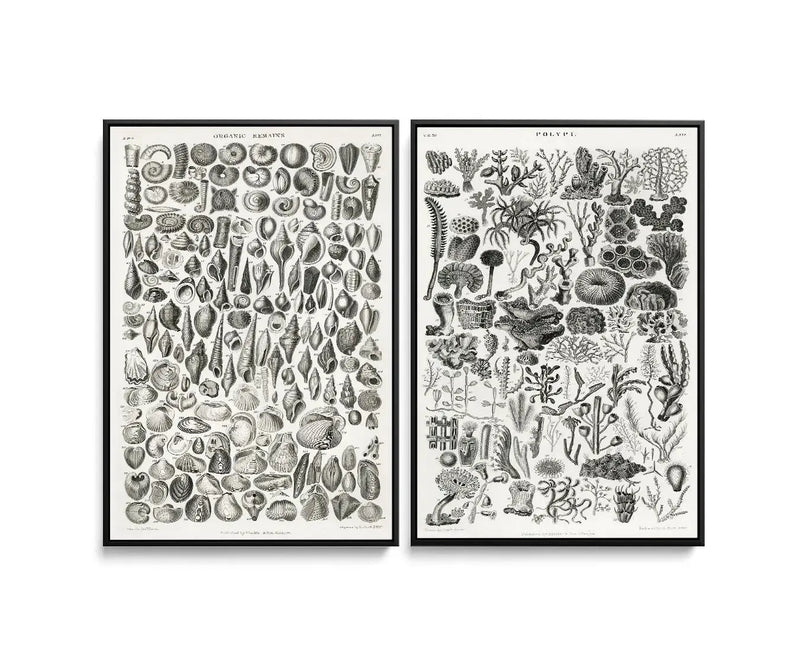 Shells and Coral - Two Piece Historical Chart in Black and White Print Set I Heart Wall Art Australia