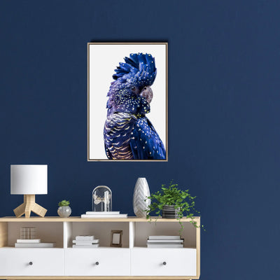 Single Black Cockatoo - Black Cockatoo Wall Art Print  Stretched Canvas Wall Art I Heart Wall Art Australia 