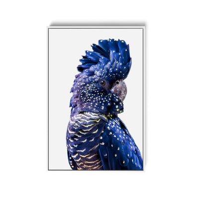 Single Black Cockatoo - Black Cockatoo Wall Art Print  Stretched Canvas Wall Art I Heart Wall Art Australia 