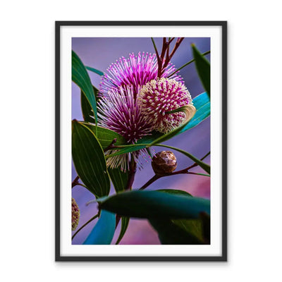 Sweet Blossom - Purple Australian Hakea Native Floral Photographic Print As Canvas or Art Print - I Heart Wall Art