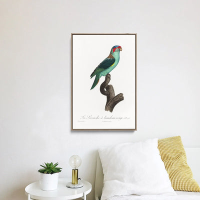 The Musk Lorikeet, Glossopsitta concinna from Natural History of Parrots (1801—1805) by Francois Levaillant - Stretched Canvas Print or Framed Fine Art Print - Artwork I Heart Wall Art Australia 