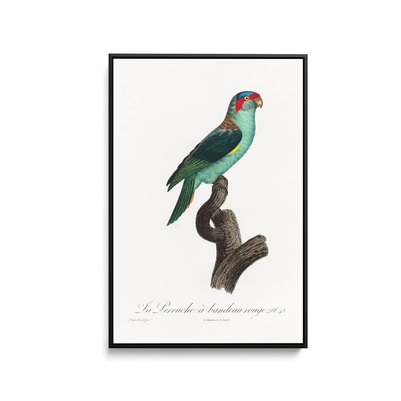 The Musk Lorikeet, Glossopsitta concinna from Natural History of Parrots (1801—1805) by Francois Levaillant - Stretched Canvas Print or Framed Fine Art Print - Artwork I Heart Wall Art Australia 