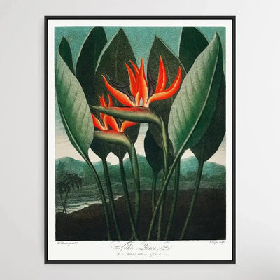 The Queen–Plant (1807) by Robert John Thornton - I Heart Wall Art