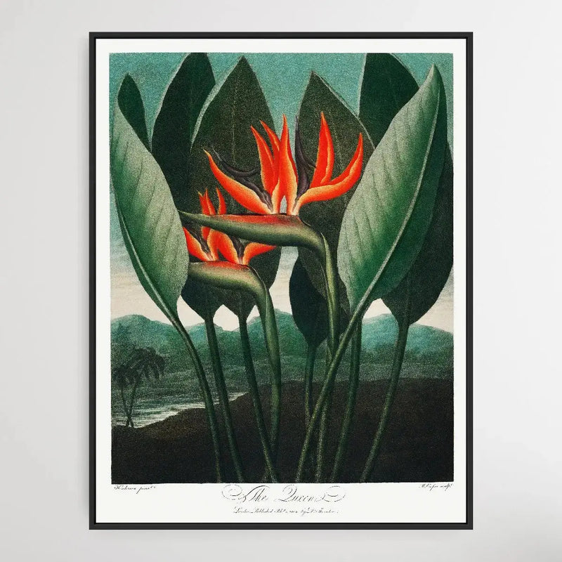 The Queen–Plant (1807) by Robert John Thornton - I Heart Wall Art