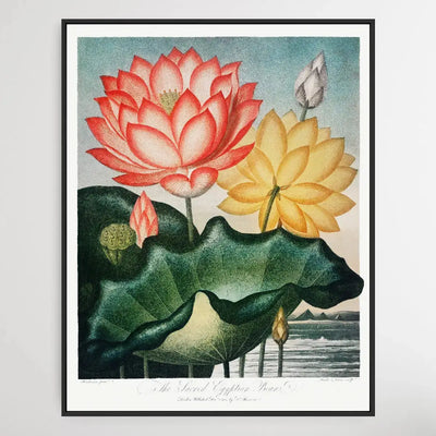 The Sacred Egyptian Bean (1807) by Robert John Thornton