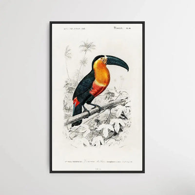 Toucan by Charles Dessalines D' Orbigny (1806-1876) - I Heart Wall Art