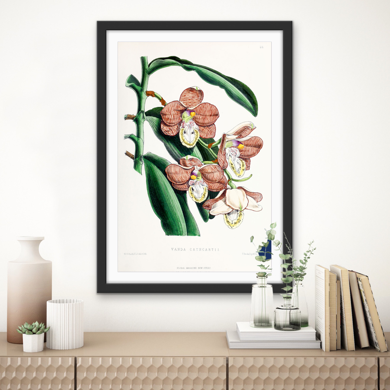 Vanda Cathcartii Orchid from The Floral Magazine (1861-1881) by Worthington G. Smith, John N. Fitch and Walter H. Fitch - Botanical Illustration Stretched Canvas or Wall Art Print