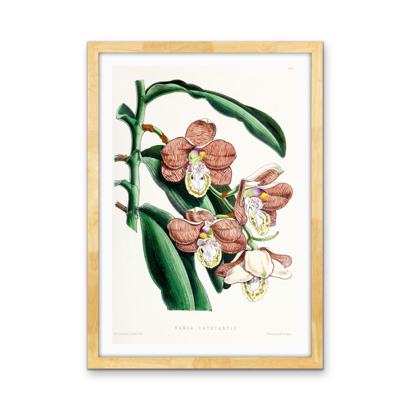 Vanda Cathcartii Orchid from The Floral Magazine (1861-1881) by Worthington G. Smith, John N. Fitch and Walter H. Fitch - Botanical Illustration Stretched Canvas or Wall Art Print