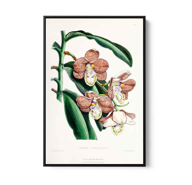 Vanda Cathcartii Orchid from The Floral Magazine (1861-1881) by Worthington G. Smith, John N. Fitch and Walter H. Fitch - Botanical Illustration Stretched Canvas or Wall Art Print