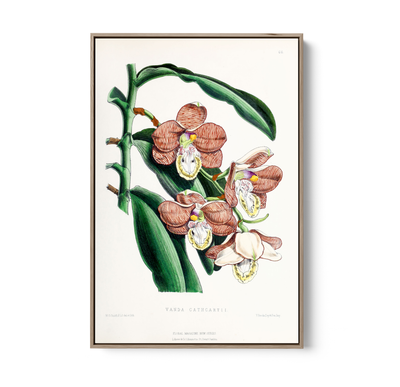 Vanda Cathcartii Orchid from The Floral Magazine (1861-1881) by Worthington G. Smith, John N. Fitch and Walter H. Fitch - Botanical Illustration Stretched Canvas or Wall Art Print