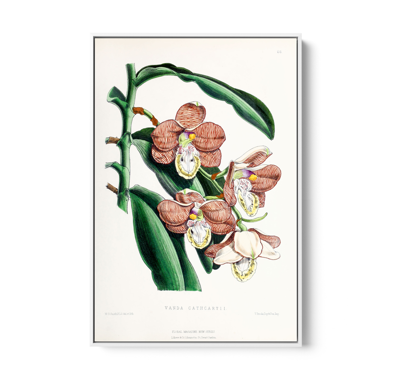 Vanda Cathcartii Orchid from The Floral Magazine (1861-1881) by Worthington G. Smith, John N. Fitch and Walter H. Fitch - Botanical Illustration Stretched Canvas or Wall Art Print