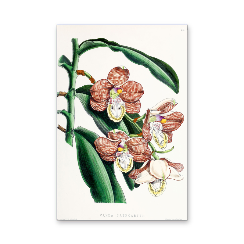 Vanda Cathcartii Orchid from The Floral Magazine (1861-1881) by Worthington G. Smith, John N. Fitch and Walter H. Fitch - Botanical Illustration Stretched Canvas or Wall Art Print